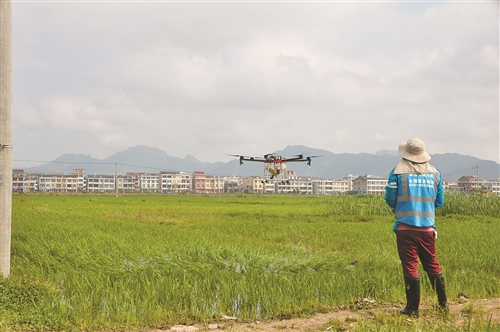 農(nóng)忙時(shí)節(jié)月入過萬 但臺(tái)州無人機(jī)植保專業(yè)“飛手”依然緊缺